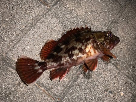 メバルもそろそろ終了か