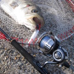 加太大波止でシーバス