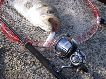 加太大波止でシーバス