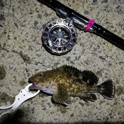 南港へち釣行(2020/06/06 南港ヘチ釣り キビレチヌ(32cm,31cm~)ガシラ 釣果有り)