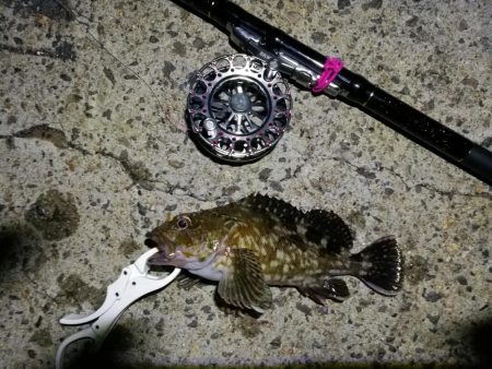 南港へち釣行(2020/06/06 南港ヘチ釣り キビレチヌ(32cm,31cm~)ガシラ 釣果有り)