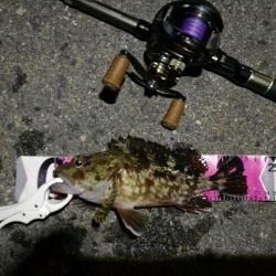 (2020/06/13 南港ヘチ釣り キビレチヌ(44.5cm,42cm~)ガシラ22 cm 釣果有り)