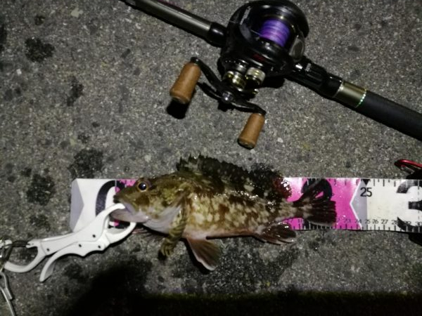 (2020/06/13 南港ヘチ釣り キビレチヌ(44.5cm,42cm~)ガシラ22 cm 釣果有り)