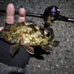 （2020/06/17 南港ヘチ釣り　 キビレチヌ（43cm、39cm～）ガシラ 釣果有り）