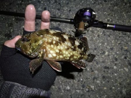 （2020/06/17 南港ヘチ釣り　 キビレチヌ（43cm、39cm～）ガシラ 釣果有り）