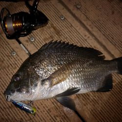 ポップクィーンでギンガメアジとチヌ