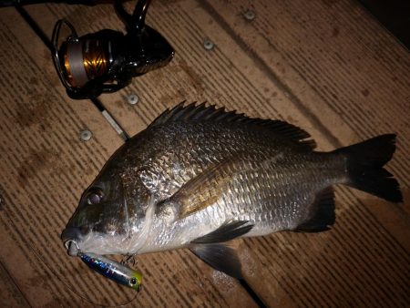 ポップクィーンでギンガメアジとチヌ