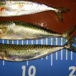 アジングとさばんぐ