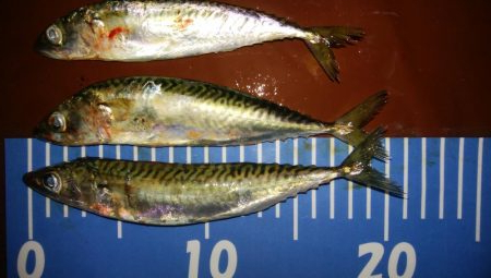 アジングとさばんぐ