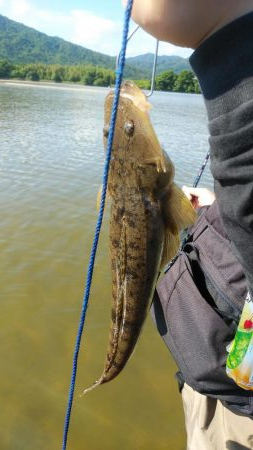 夏マゴチ絶好調