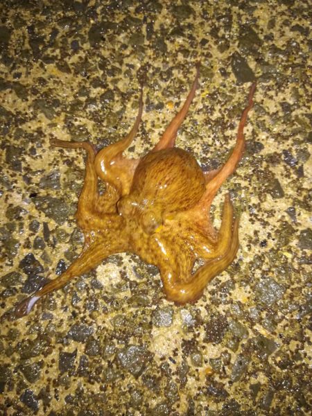 アオリイカ!念願の2キロアップ