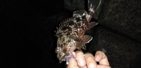 メバル、アジ、カサゴ