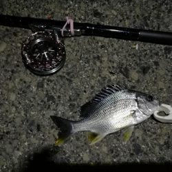 （2020/06/26 南港ヘチ釣り　 キビレチヌ38cm～ 釣果有り）