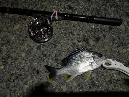 （2020/06/26 南港ヘチ釣り　 キビレチヌ38cm～ 釣果有り）