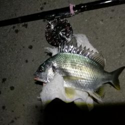 (2020/06/27 南港ヘチ釣り キビレチヌ41cm~ 釣果有り)