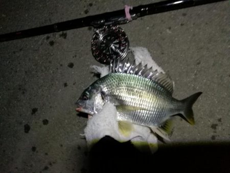 (2020/06/27 南港ヘチ釣り キビレチヌ41cm~ 釣果有り)