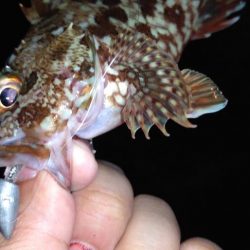 メバル、カサゴ