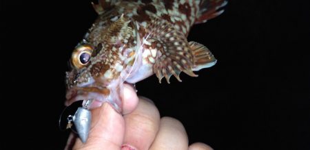 メバル、カサゴ