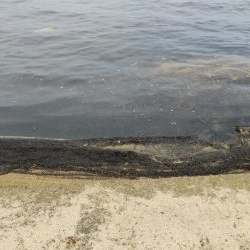 宮津マゴチ釣果