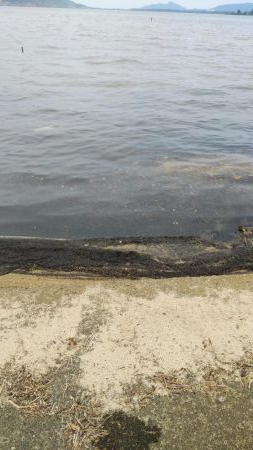 宮津マゴチ釣果