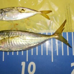 激渋メバリング