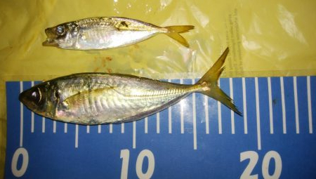 激渋メバリング