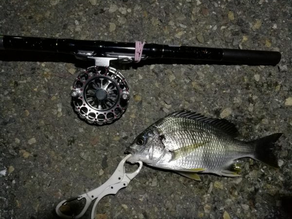 （2020/06/28 南港ヘチ釣り　 真チヌ35cm、キビレチヌ、ガシラ 釣果有り）