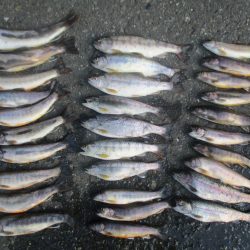 大雨後の渓谷にて