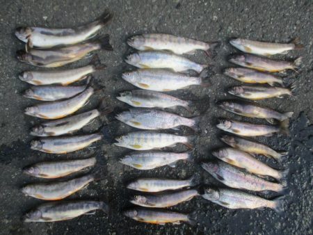 大雨後の渓谷にて