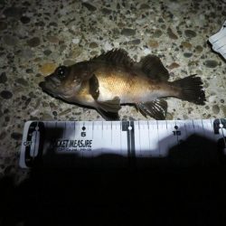 やっとシーズン初メバル！