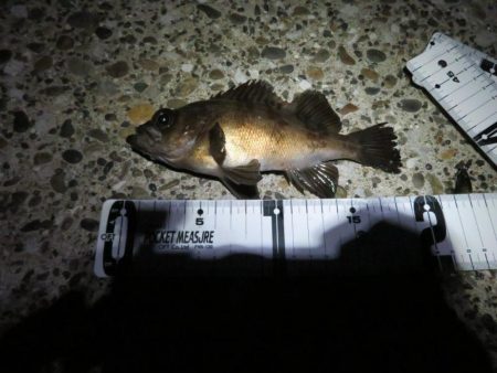 やっとシーズン初メバル！