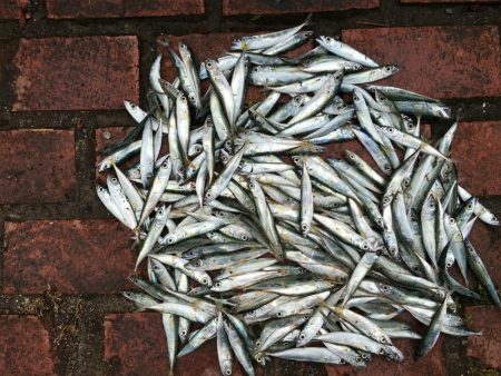 ツバス3匹、アジ5匹、コサバ300匹