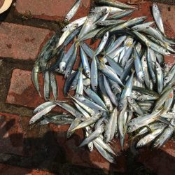 チヌ、グレ、アジ、ツバス、コサバ