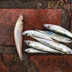 アジ9匹、ツバス5匹、コサバ6匹、キス1匹