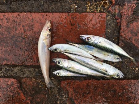 アジ9匹、ツバス5匹、コサバ6匹、キス1匹