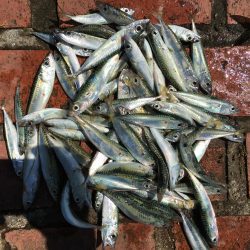 アジ8匹、ツバス3匹、チャリコ2匹、コサバ約50匹、キス(20㎝)1匹