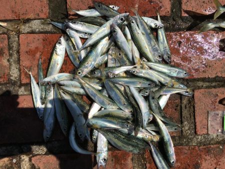 アジ8匹、ツバス3匹、チャリコ2匹、コサバ約50匹、キス(20㎝)1匹