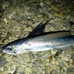 フロートゲーム