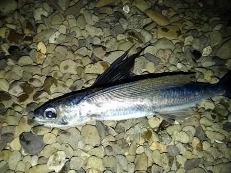 フロートゲーム