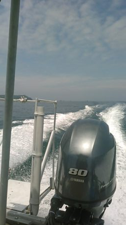 青島近郊でイサキ、グレ釣り