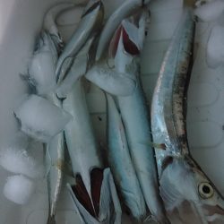 浜名湖　アジング