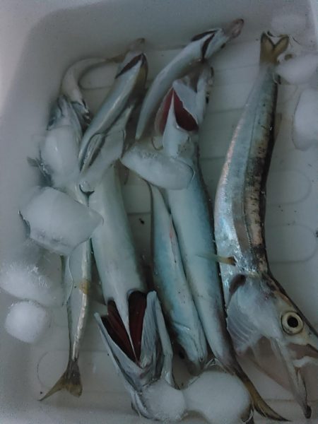 浜名湖　アジング