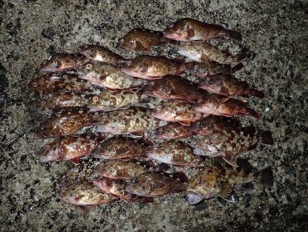 ミッドワインドでサイズアップ！