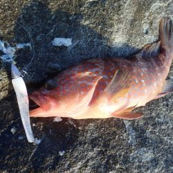 最後に本命、アコウ登場!