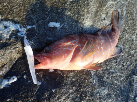 最後に本命、アコウ登場!