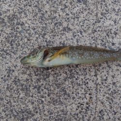 小物釣り