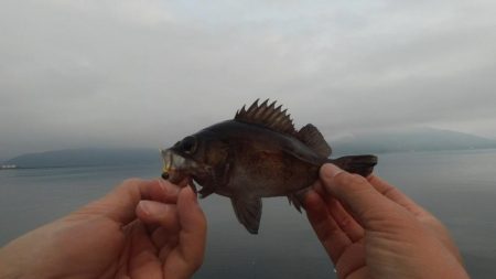 ルアーでキス釣り