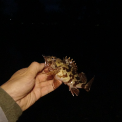 淡路島東部でライトロックフィッシング