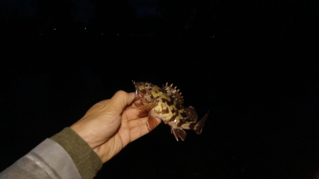 淡路島東部でライトロックフィッシング