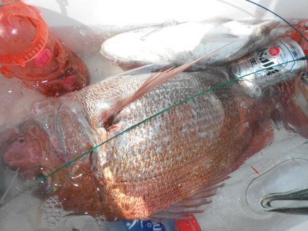 こうゆう丸 釣果